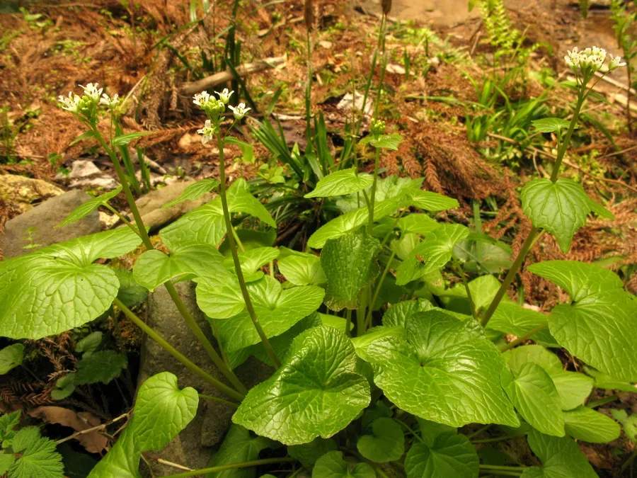 Cultivo y cuidados botánicos de Wasabi