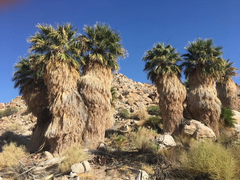 Cultivo y cuidados botánicos de Palmera de abanico de California