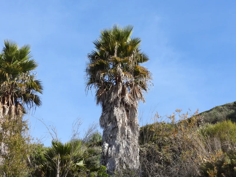 Ficha botánica de Palmera de Abanico Mexicana (Washingtonia robusta)