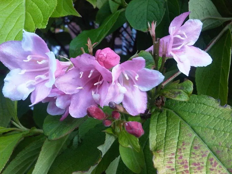Ficha botánica de Weigela (Weigela florida)
