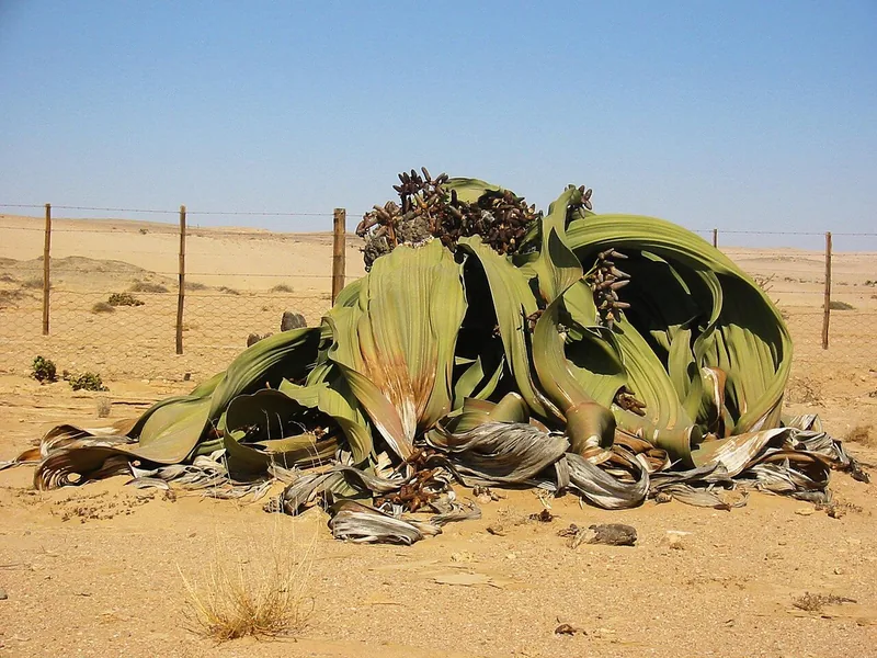 Cultivo y cuidados botánicos de Welwitschia