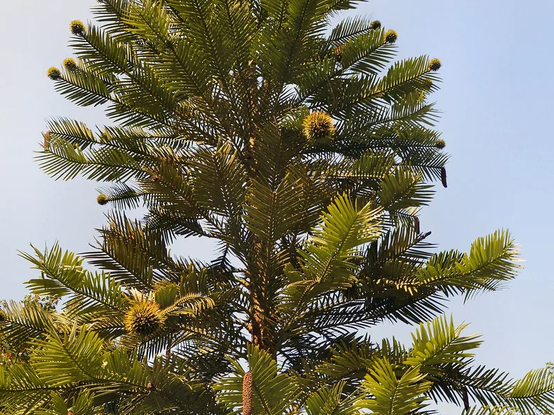 Cultivo y cuidados botánicos de Pino de Wollemi