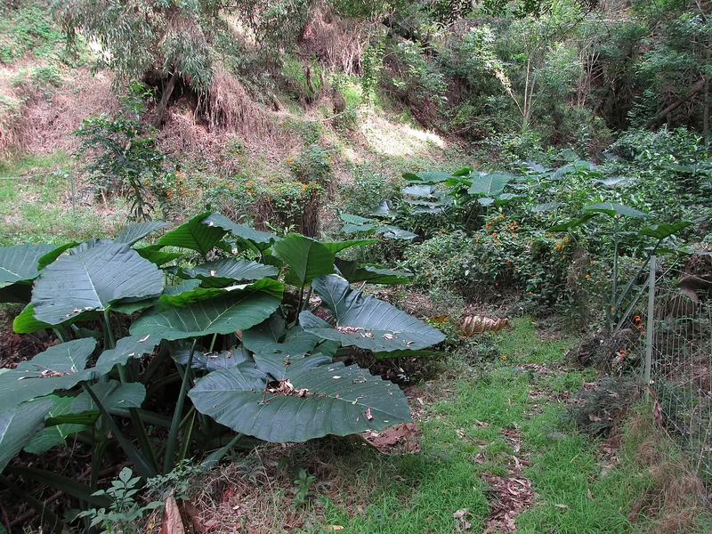 Cultivo y cuidados botánicos de Xanthosoma robustum