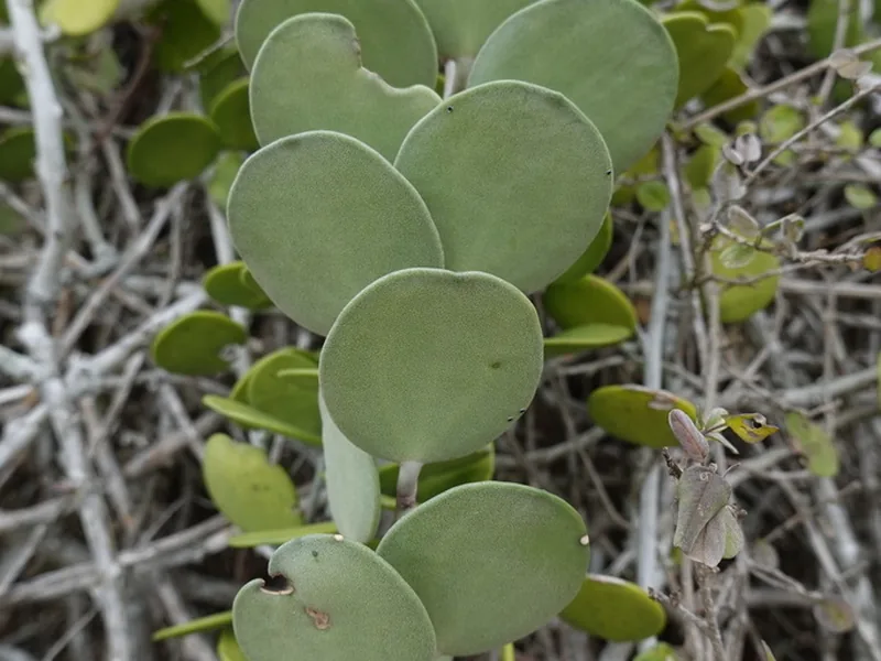 Ficha botánica de Planta moneda de plata (Xerosicyos danguyi)