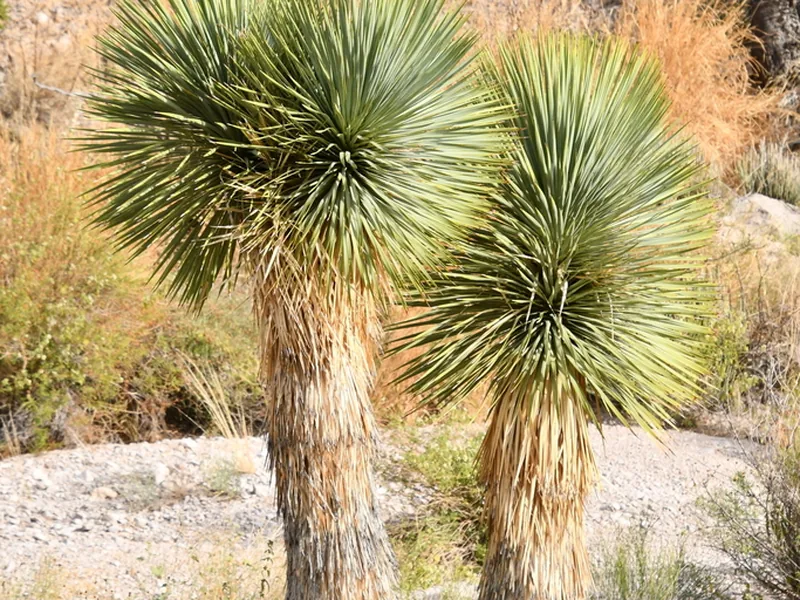 Cultivo y cuidados botánicos de Yuca azul