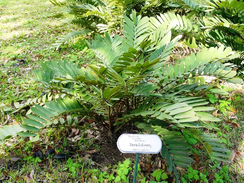 Cultivo y cuidados botánicos de Zamia o Cartón