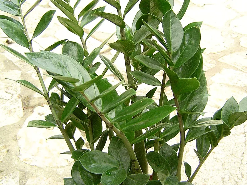 Cultivo y cuidados botánicos de Zamioculca Raven