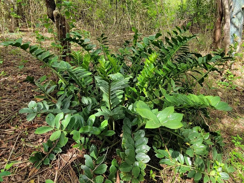 Cultivo y cuidados botánicos de Zamioculca