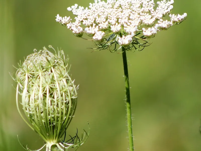 Cultivo y cuidados botánicos de Zanahoria