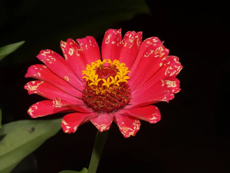 Ficha botánica de Zinnia (Zinnia elegans)