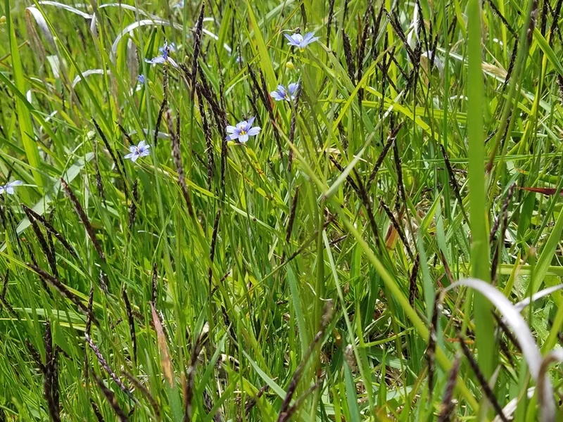 Ficha botánica de Zoysia japonesa (Zoysia japonica)