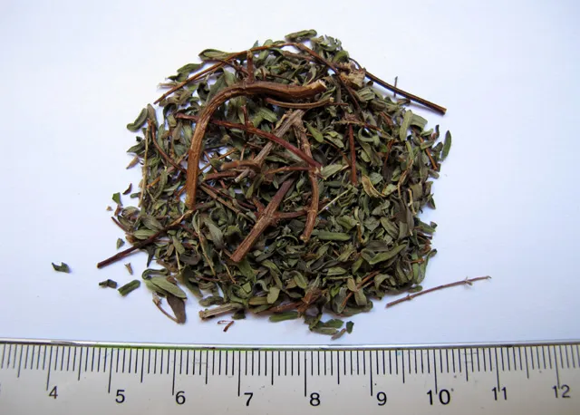 ajedrea-andina