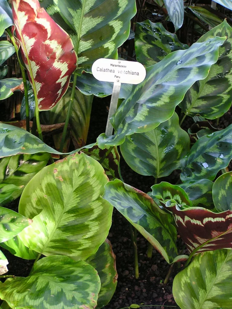 Calathea Veitchiana — cuidados y propiedades