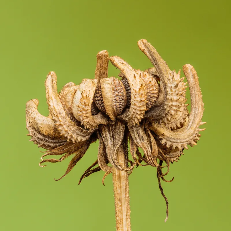 Cuidados de la Calendula: Guía Definitiva y Propiedades