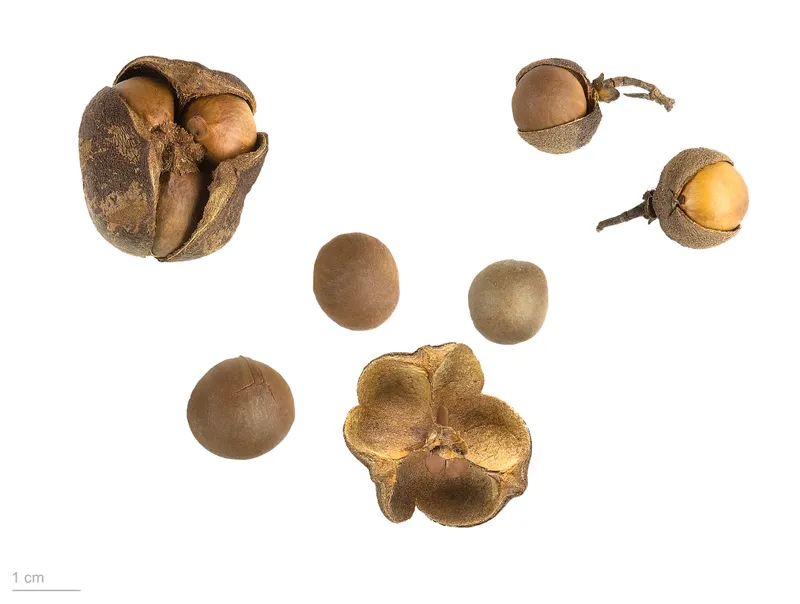 camelia-sinensis