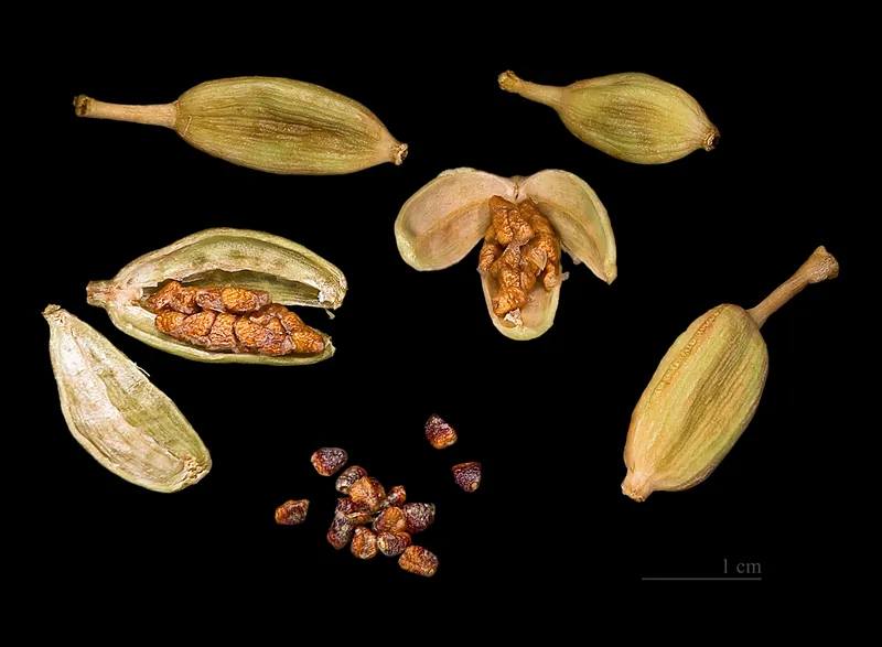cardamomo