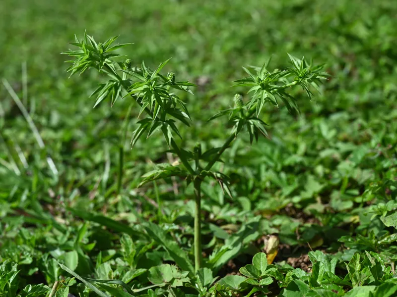 cilantro-de-hoja-ancha
