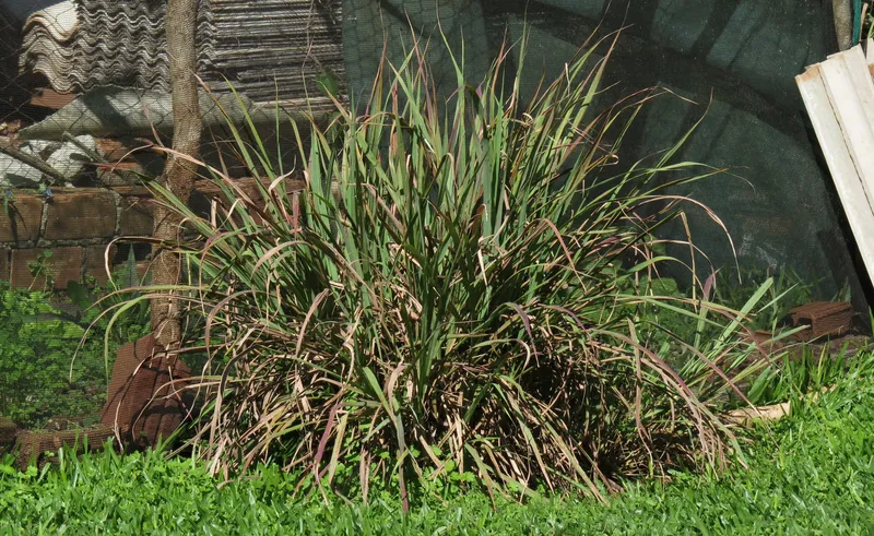 citronela