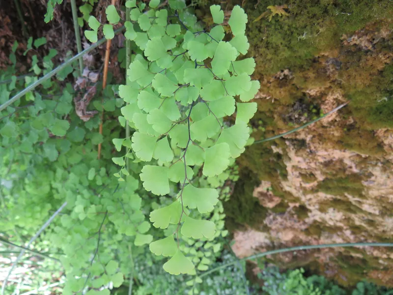 culantrillo