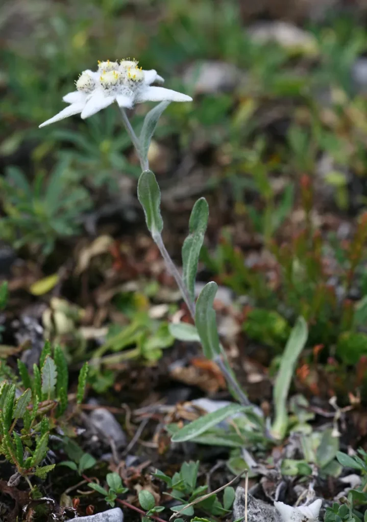 edelweiss