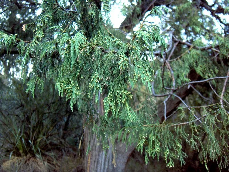 enebro