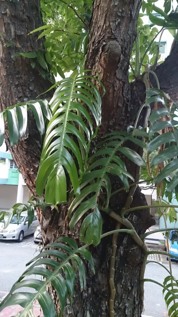 Epipremnum Carinatum: Guía experta sobre su arquitectura...
