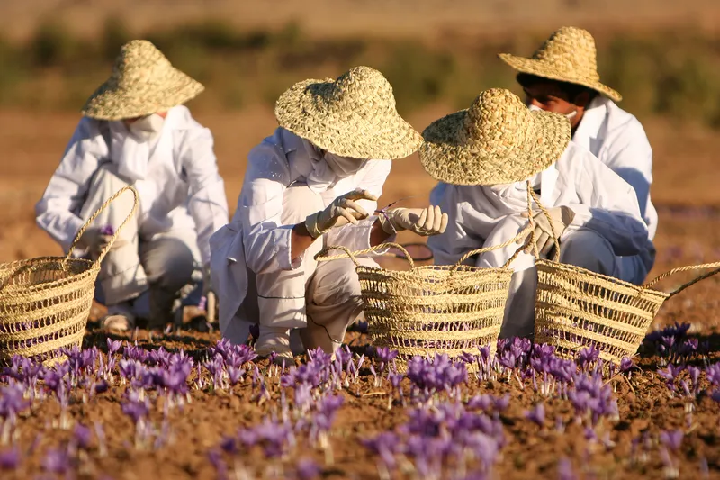 Cuidados de la Flor De Azafran: Guía Definitiva y Propiedades
