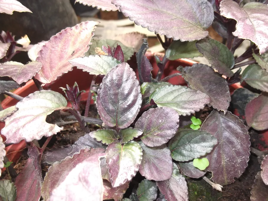 Hemigraphis Exotica — cuidados y propiedades