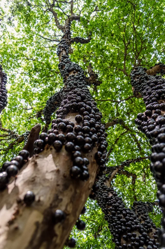 Jabuticaba — cuidados y propiedades