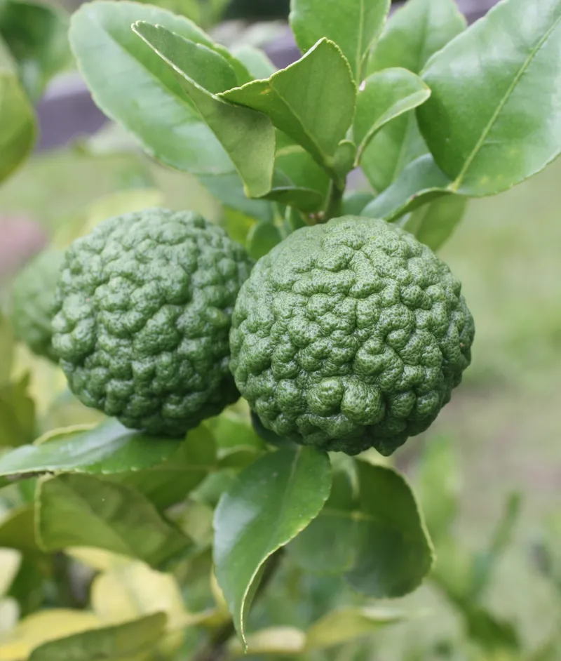 kaffir-lime