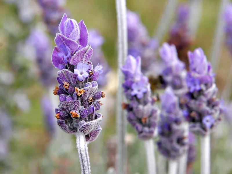 lavanda