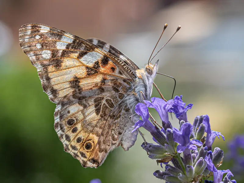 Cuidados de la Lavanda Inglesa: Guía Definitiva y Propiedades