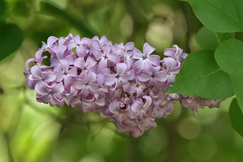 Cuidados de la Lilas: Guía Definitiva y Propiedades