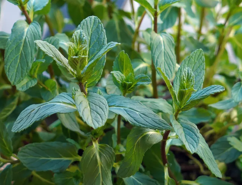 Menta: El Ingrediente Secreto que Transforma tus Platos