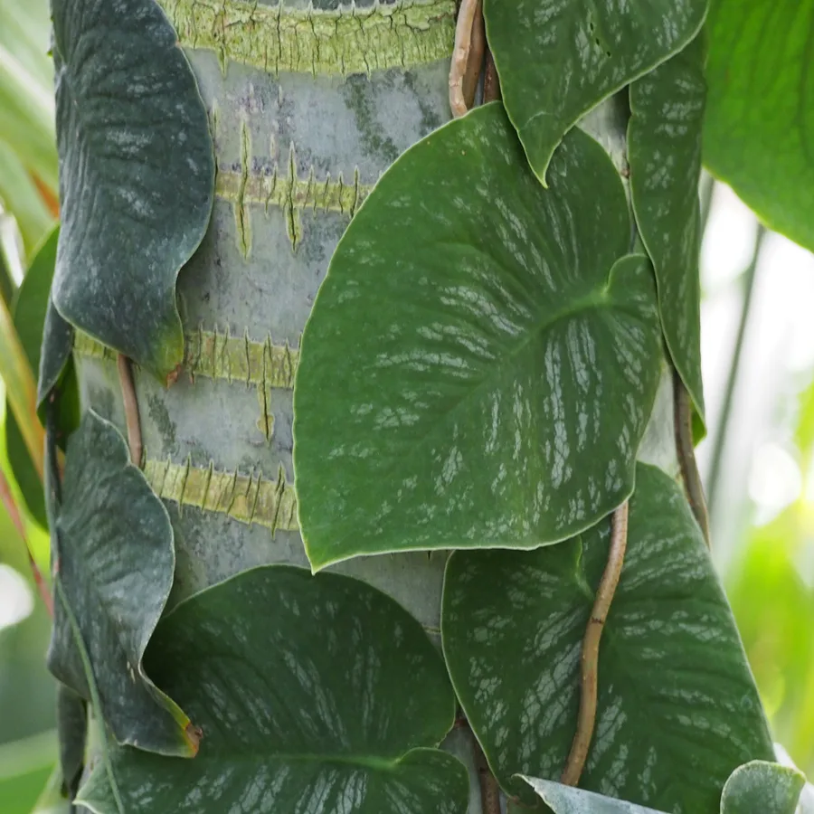 Monstera Dubia — cuidados y propiedades
