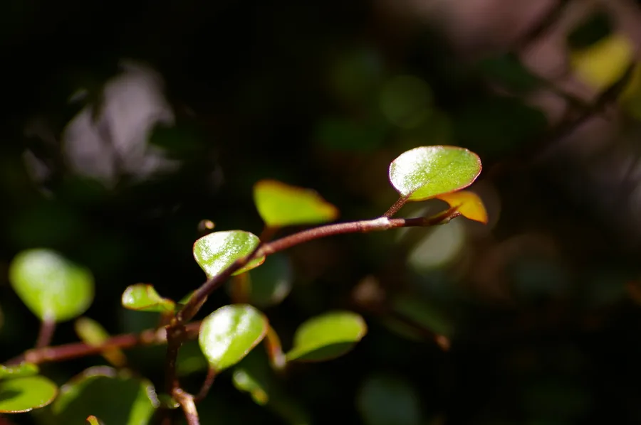 Muehlenbeckia Complexa — cuidados y propiedades