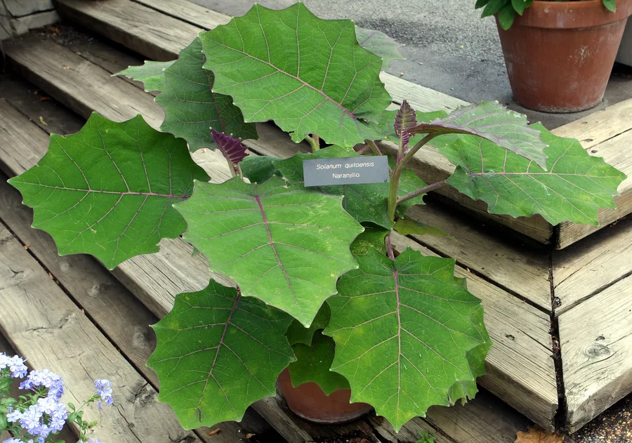 Naranjilla Solanum Quitoense — cuidados y propiedades