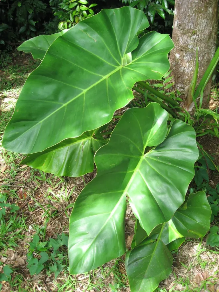 Domina el Philodendron Imperial Red: Guía real de colecci...