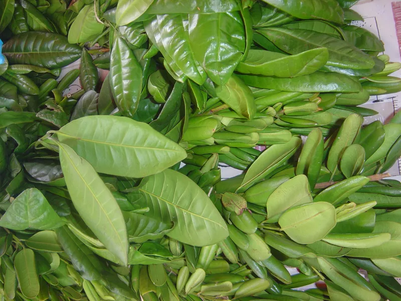 pimienta-de-jamaica