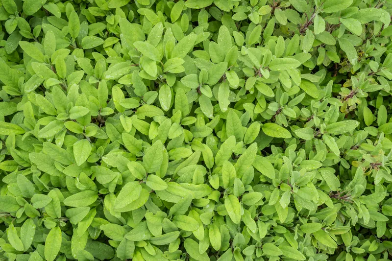 Cuidados de la Salvia Officinalis: Guía Definitiva y Propiedades