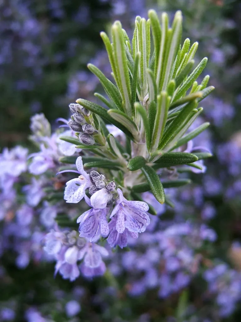 salvia-rosmarinus