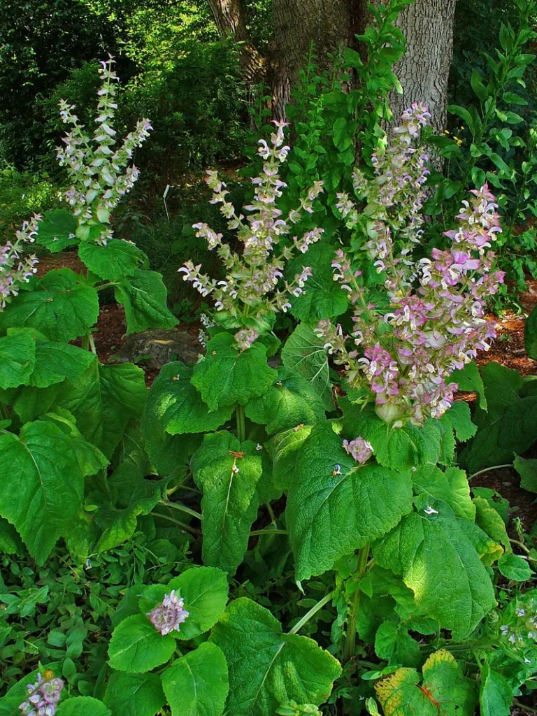salvia-sclarea