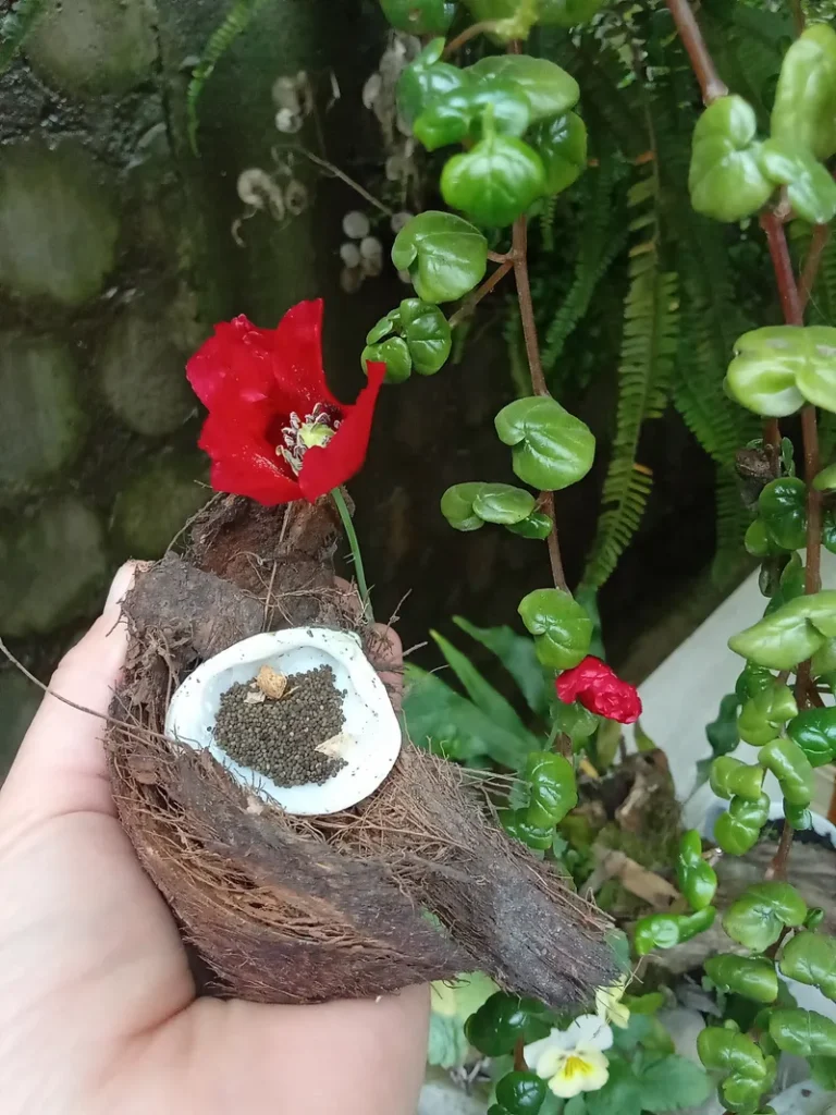 semilla-de-amapola