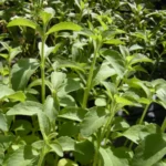 Stevia — cuidados y propiedades
