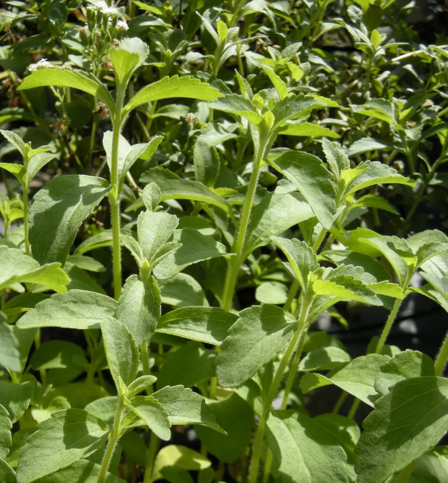 Stevia — cuidados y propiedades