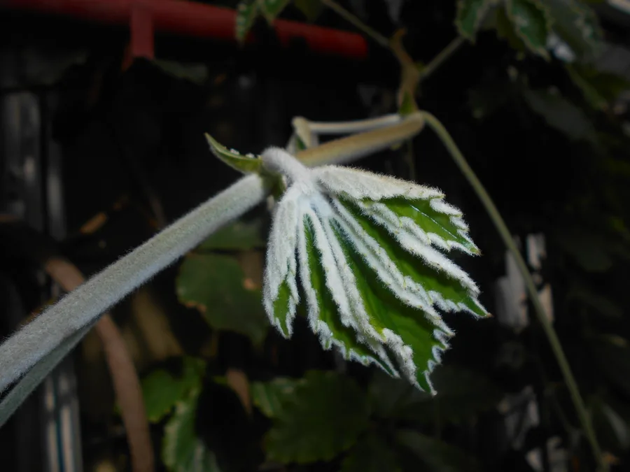 Tetrastigma Voinierianum — cuidados y propiedades