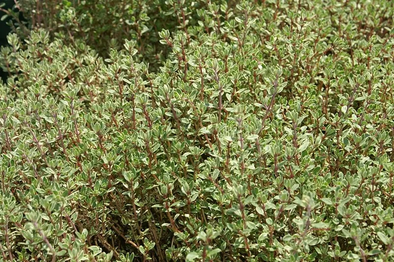 Cuidados de la Tomillo Limon Variegado: Guía Definitiva y Propiedades