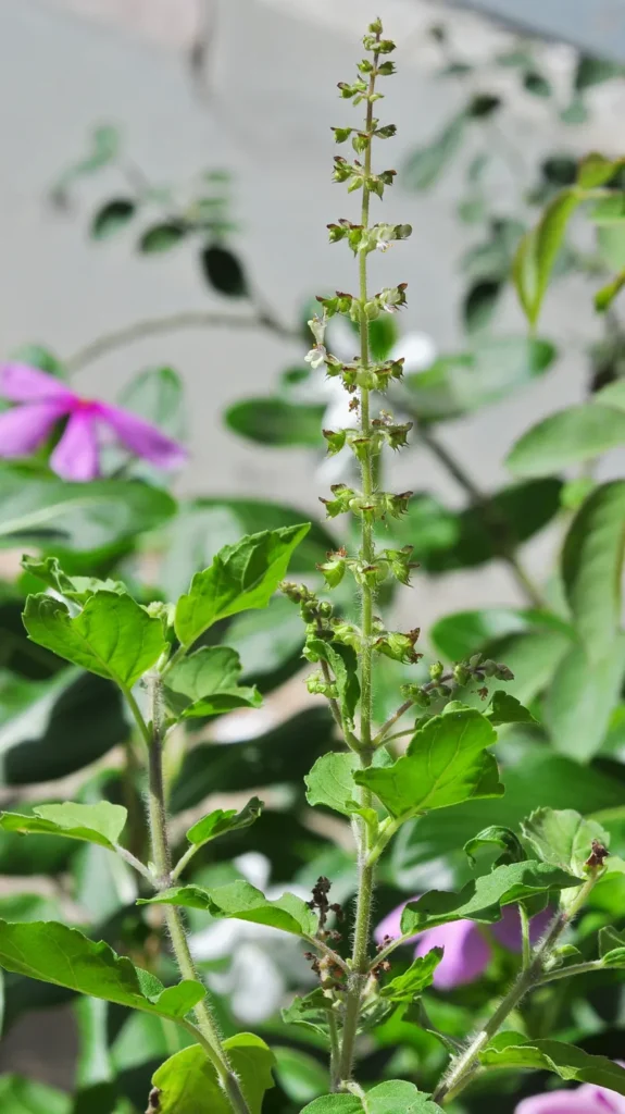 tulsi