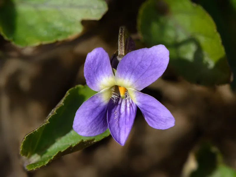 Cuidados de la Violeta: Guía Definitiva y Propiedades